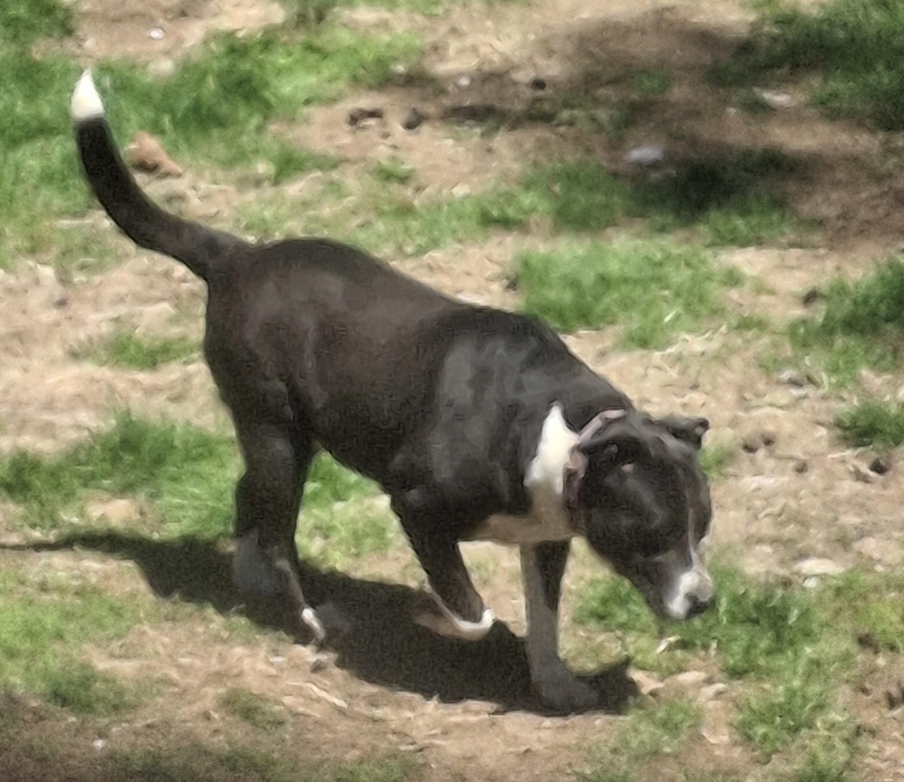 SOCKS, a Adoptable mixed breed in Broadalbin, NY image 5/6