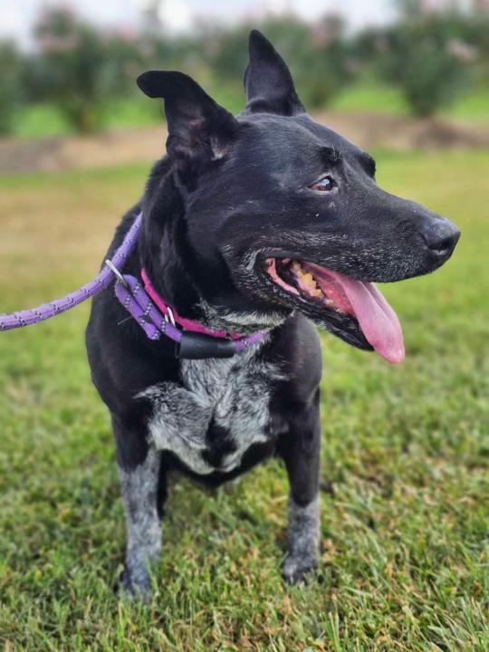 Daisy — thumbnail 2