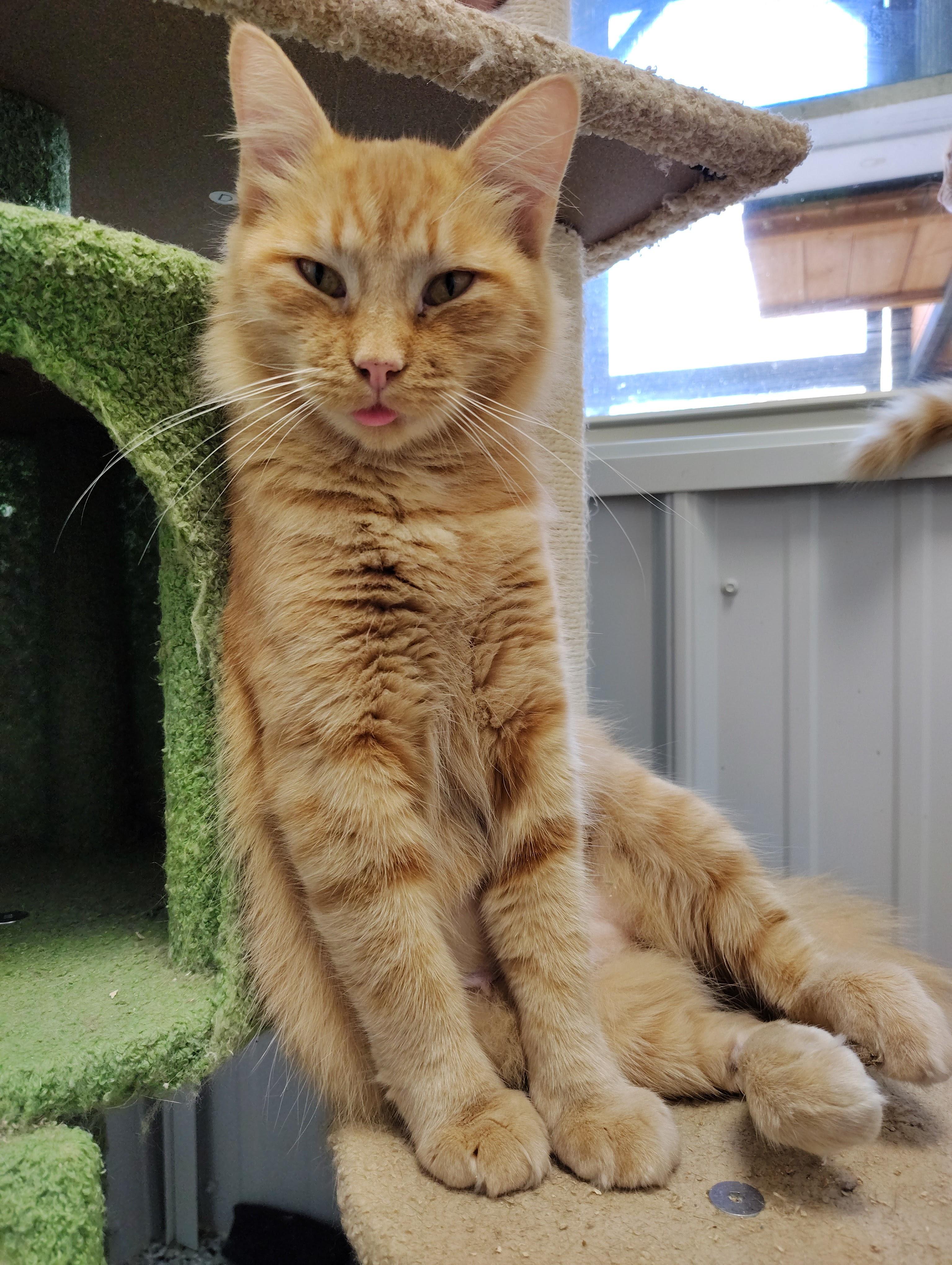 Autumn, an adopted Domestic Long Hair in Richmond, MO image 1/2