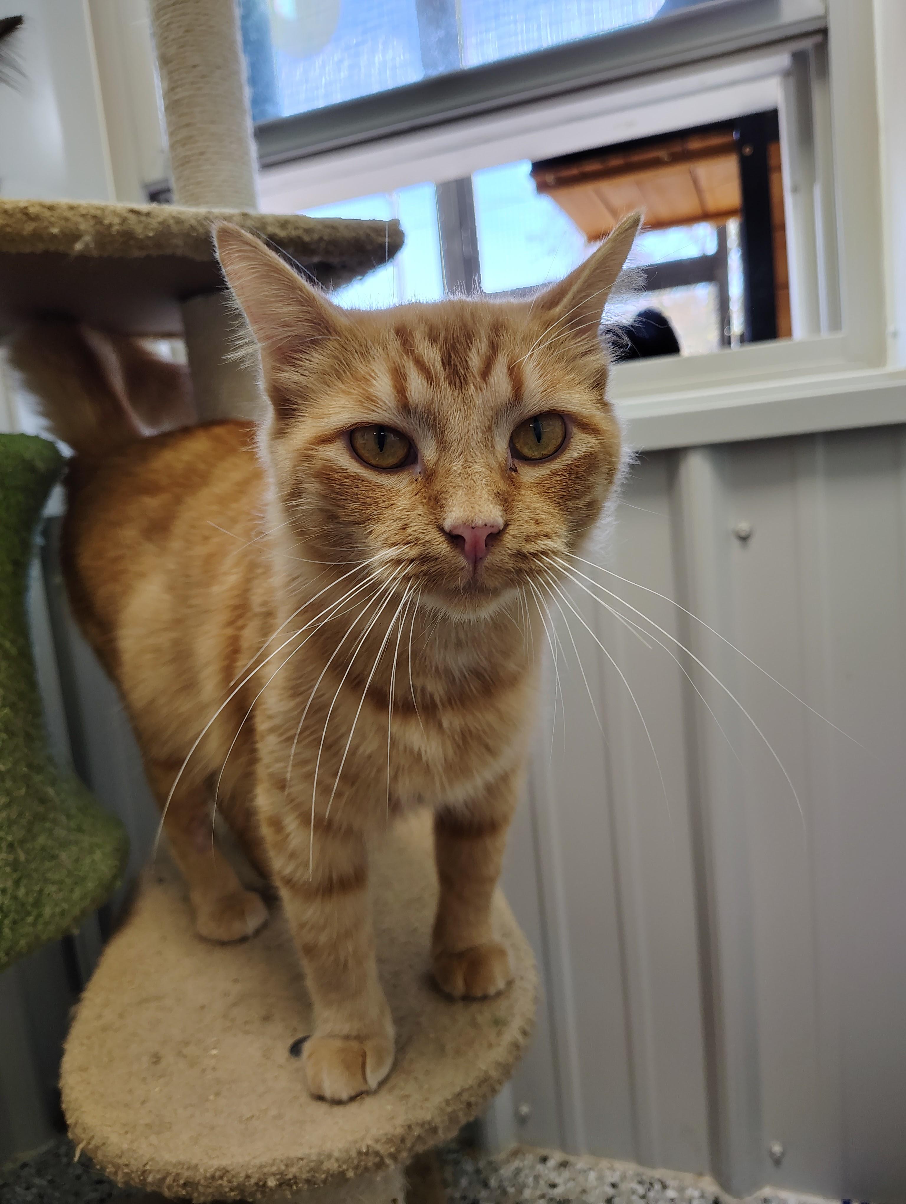 Autumn, an adopted Domestic Long Hair in Richmond, MO image 2/2