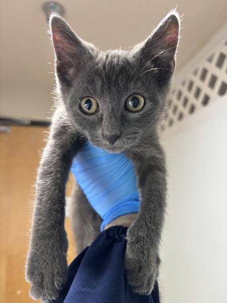 Enlarge Pixie Stix, a Adoptable mixed breed in Sherwood, OR image 1/1