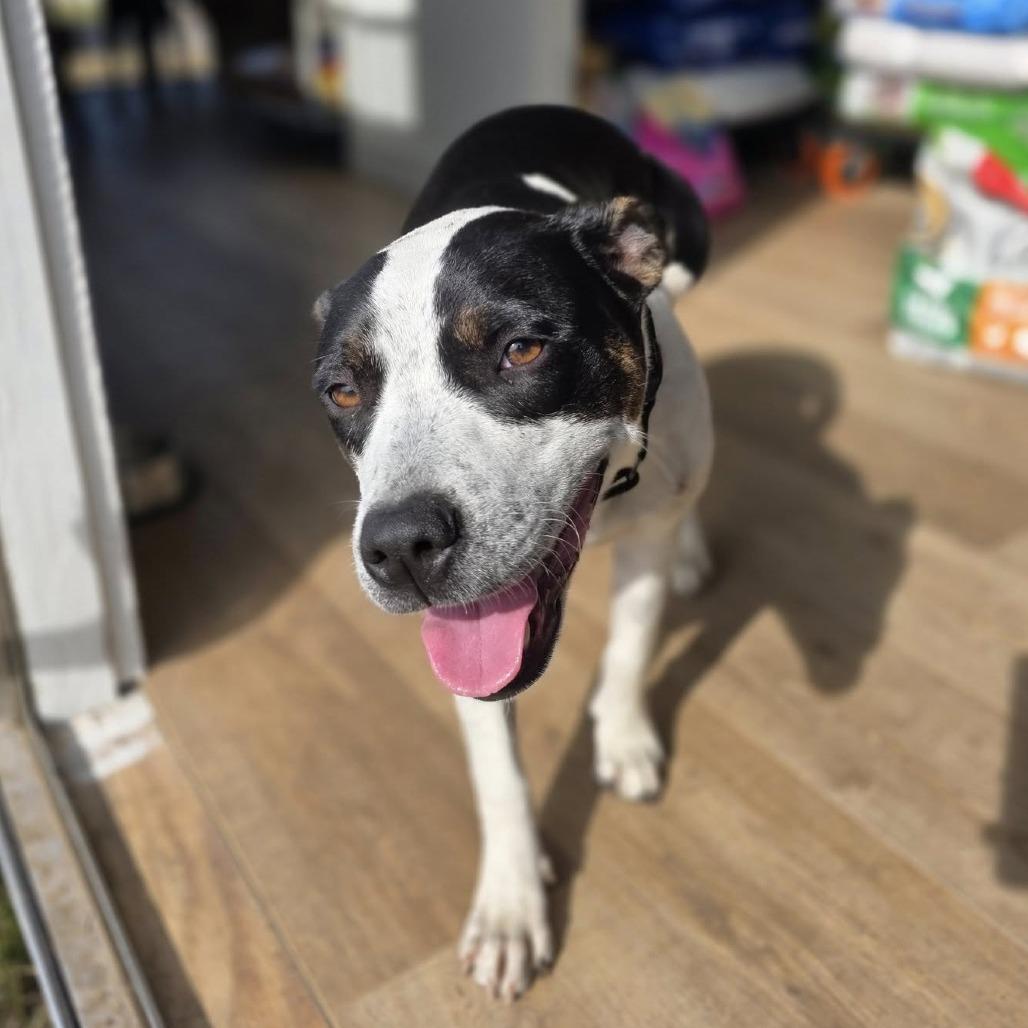 Cassia, Adoptable, Young Female Mixed Breed.