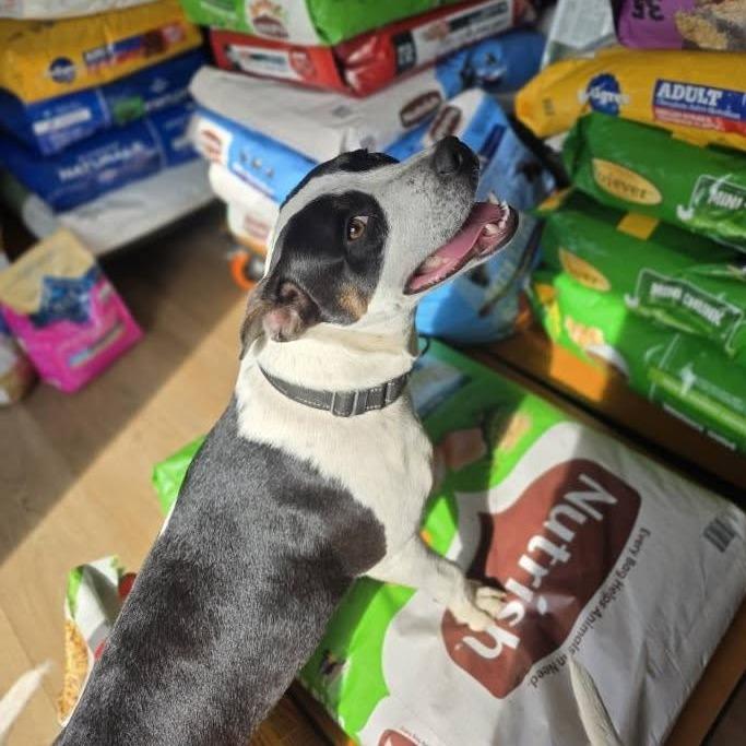 Enlarge Cassia, a Adoptable Mixed Breed in Williston, FL image 3/5