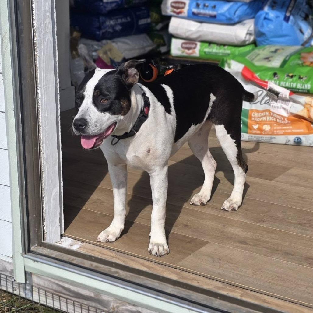 Enlarge Cassia, a Adoptable Mixed Breed in Williston, FL image 4/5