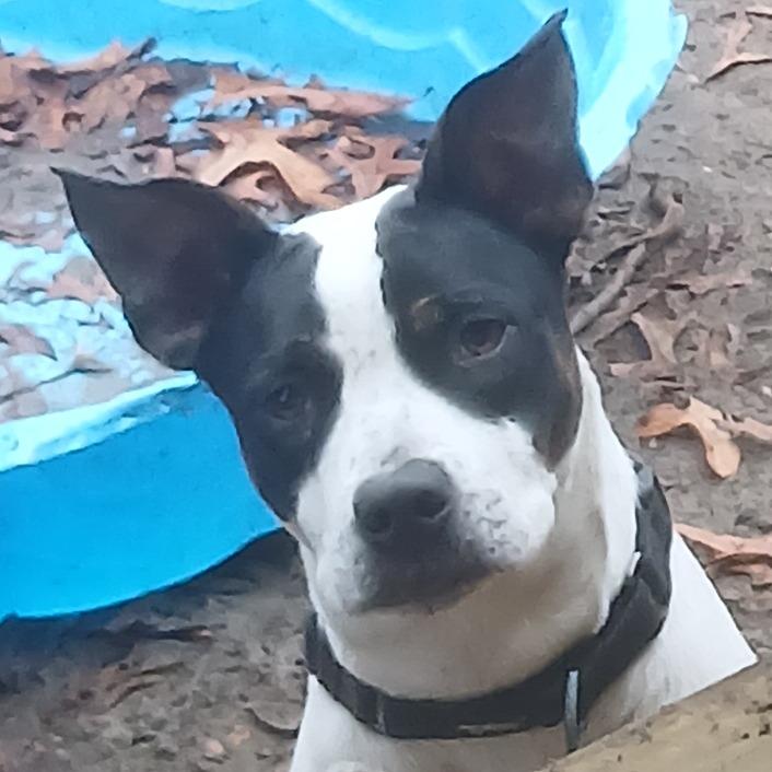 Enlarge Cassia, a Adoptable Mixed Breed in Williston, FL image 5/5