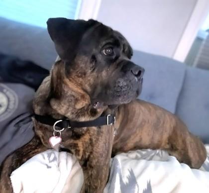 Chi Chi, Adoptable, Adult Female Mastiff & Mixed Breed.