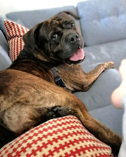 Chi Chi, a Adoptable mixed breed in Washington, DC image 2/3