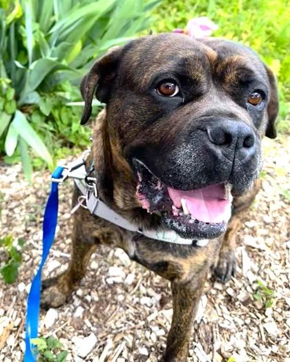 Chi Chi, a Adoptable mixed breed in Washington, DC image 3/3