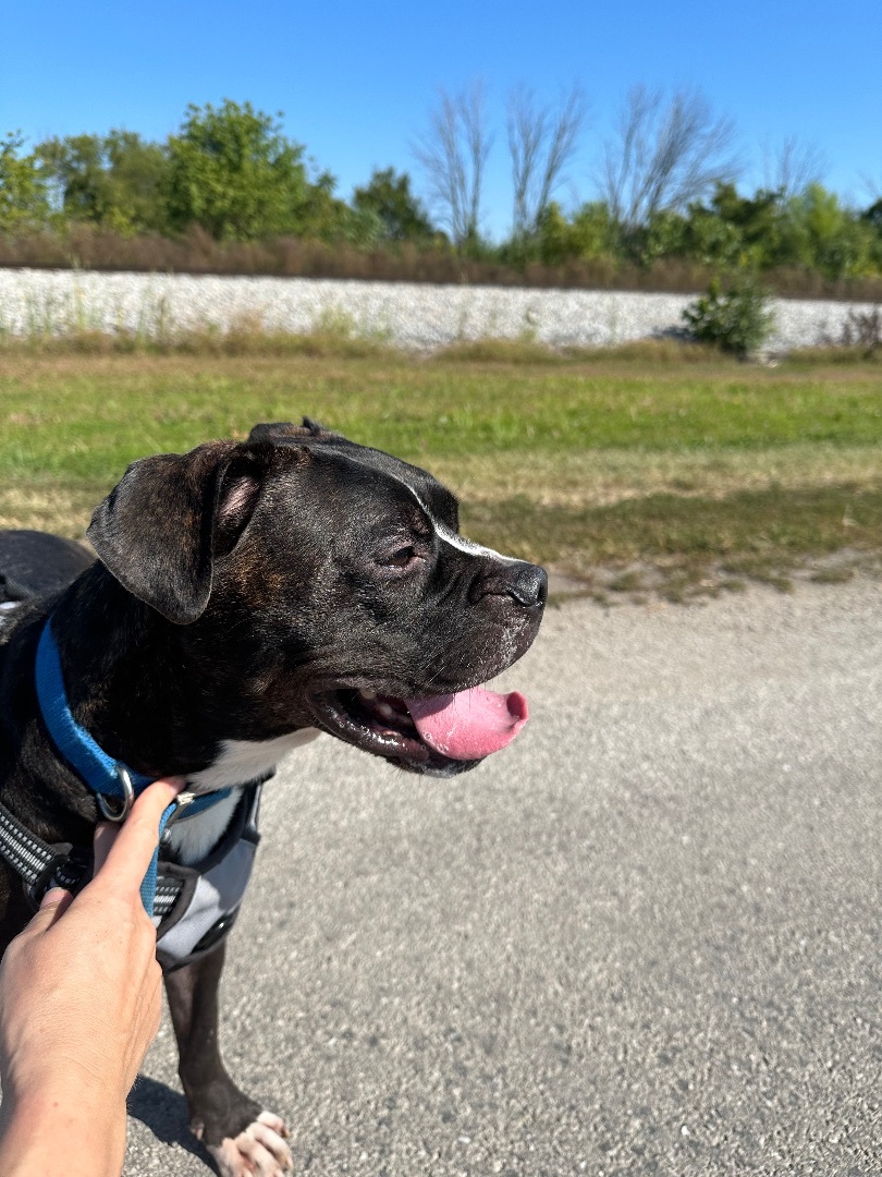 Duke, Adopted, Adult Male Boston Terrier.