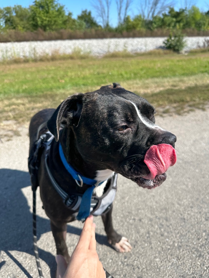 Duke, a Adopted mixed breed in Tuscola, IL image 2/3