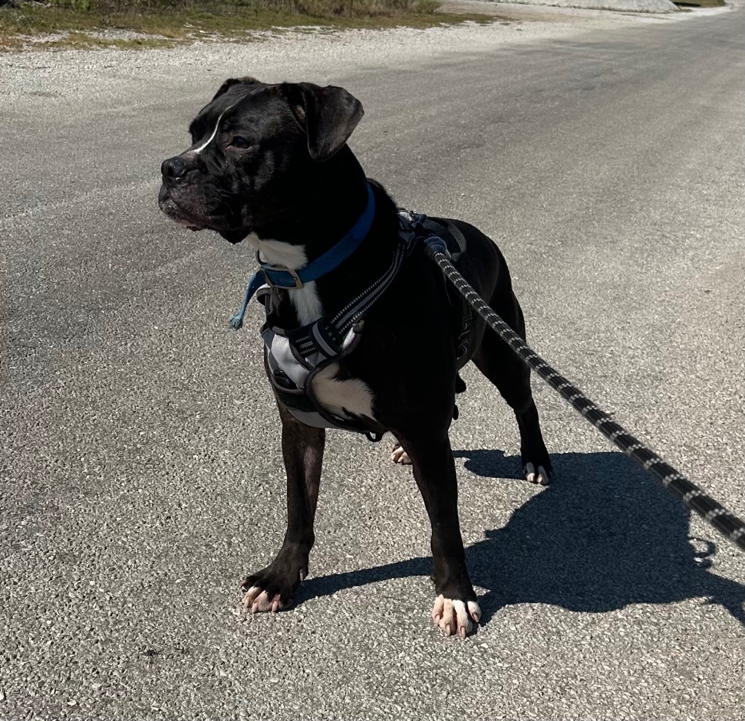 Duke, a Adopted mixed breed in Tuscola, IL image 3/3