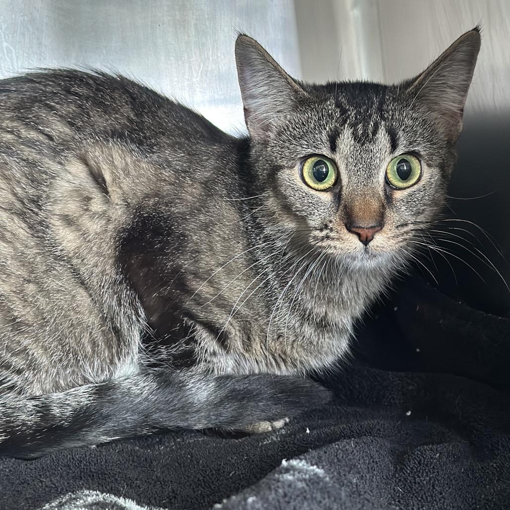 Daisy, Adoptable, Young Female Domestic Short Hair.