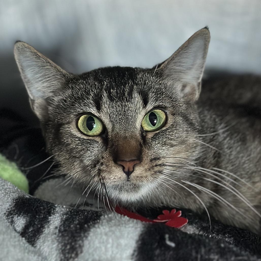 Enlarge Daisy, a Adoptable Domestic Short Hair in Matteson, IL image 2/5