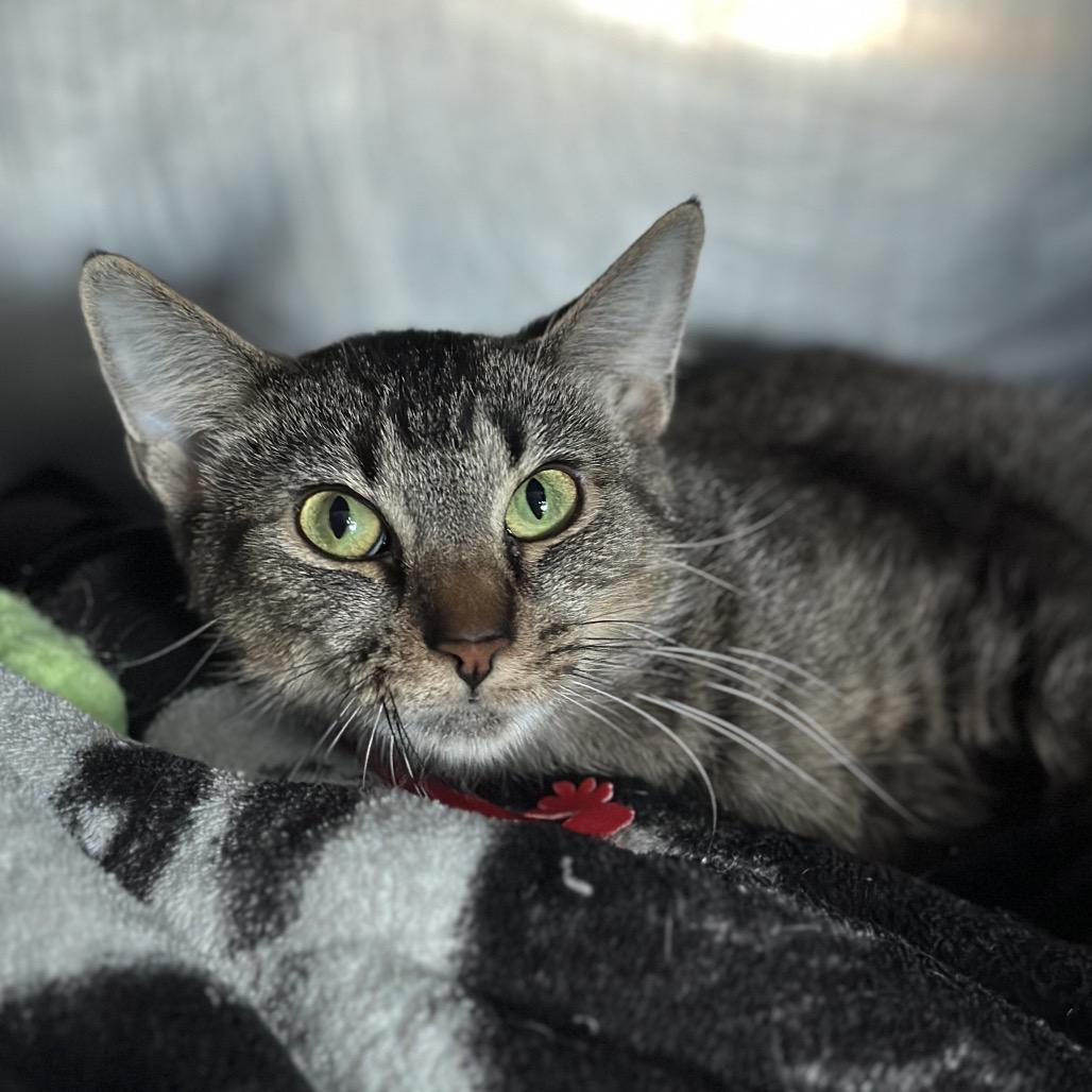 Enlarge Daisy, a Adoptable Domestic Short Hair in Matteson, IL image 3/5