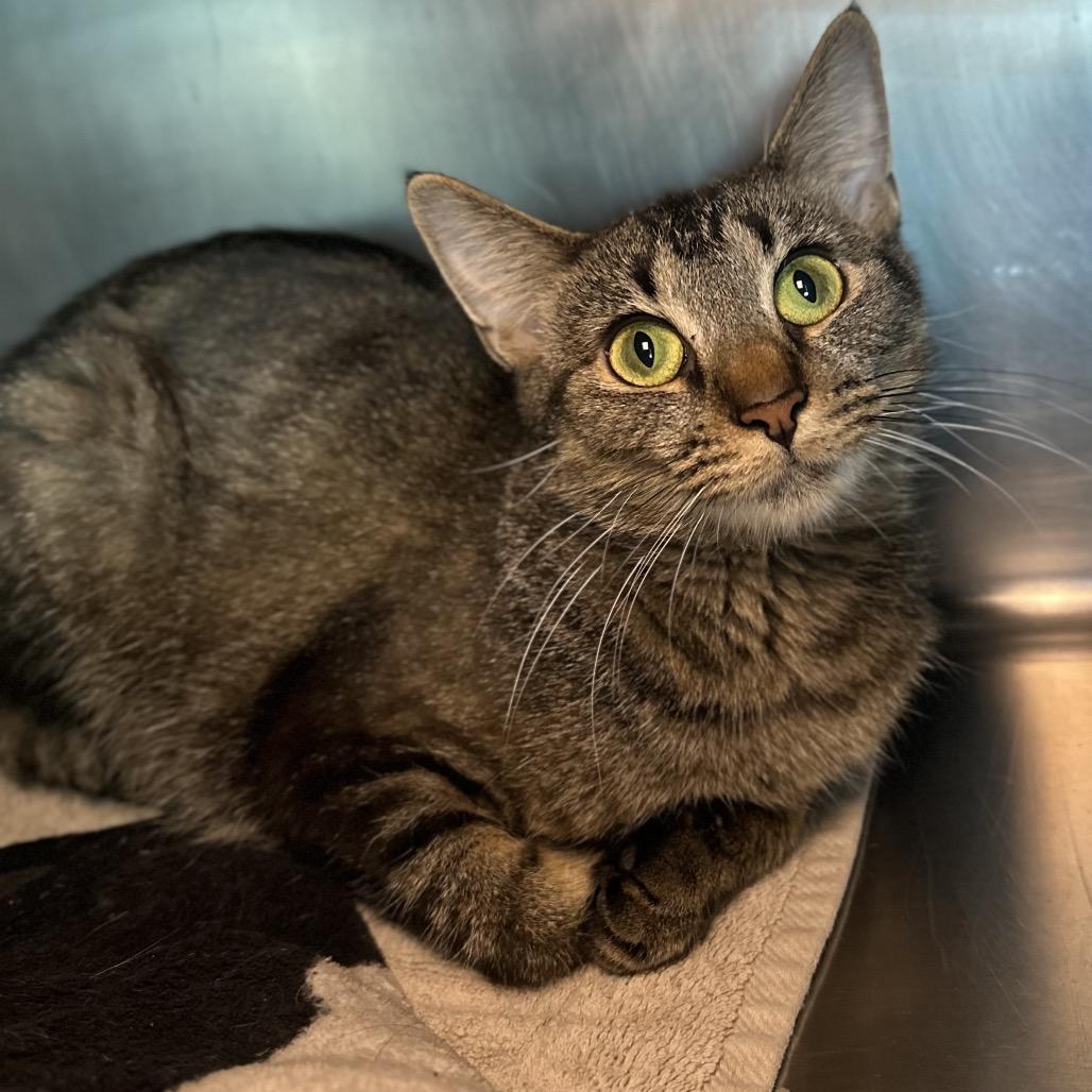 Enlarge Daisy, a Adoptable Domestic Short Hair in Matteson, IL image 4/5
