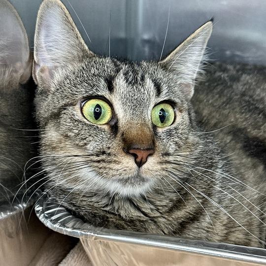 Enlarge Daisy, a Adoptable Domestic Short Hair in Matteson, IL image 5/5
