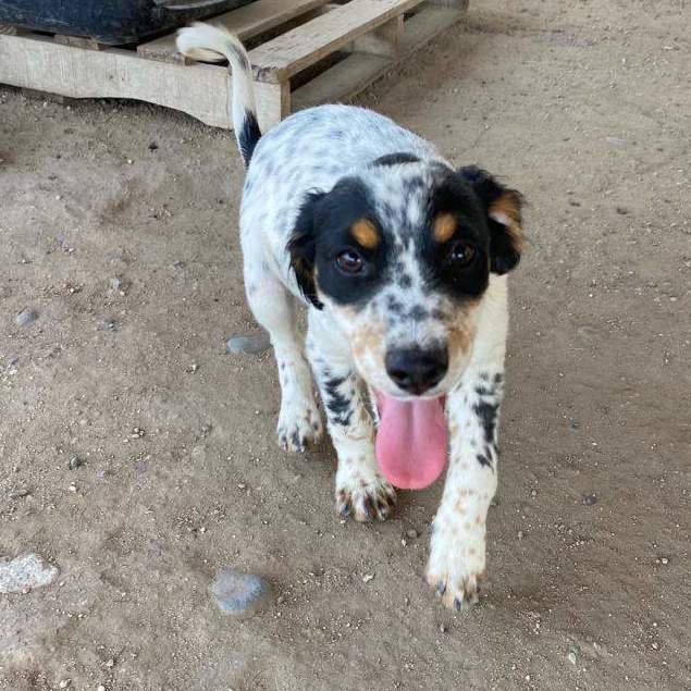 Israel , Adopted, Puppy Male Mixed Breed.