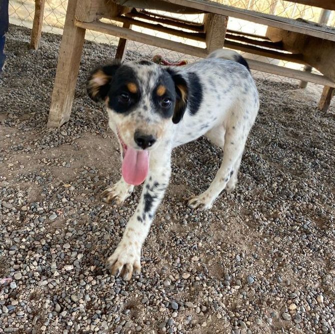 Enlarge Israel , a Adopted mixed breed in Edmonton, AB image 2/12