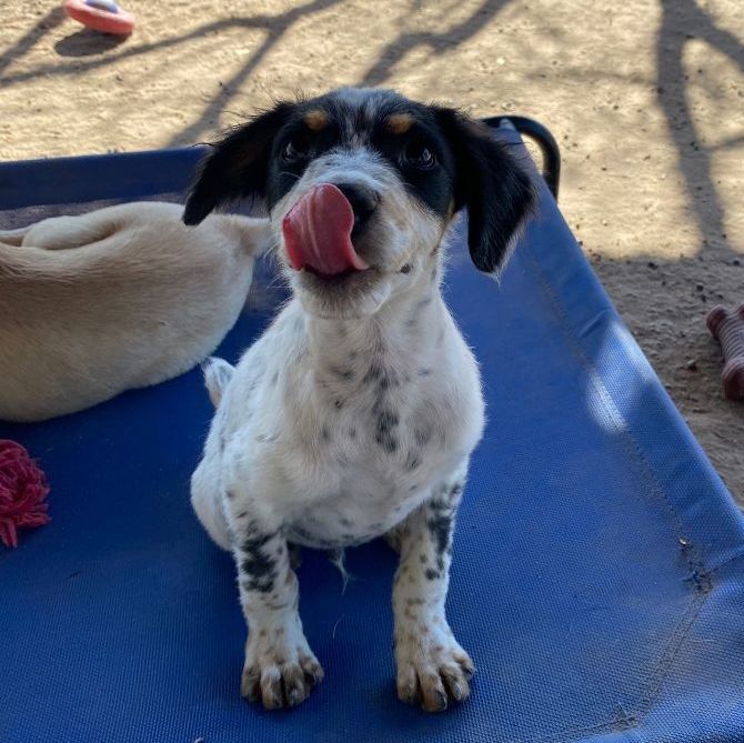 Enlarge Israel , a Adopted mixed breed in Edmonton, AB image 3/12