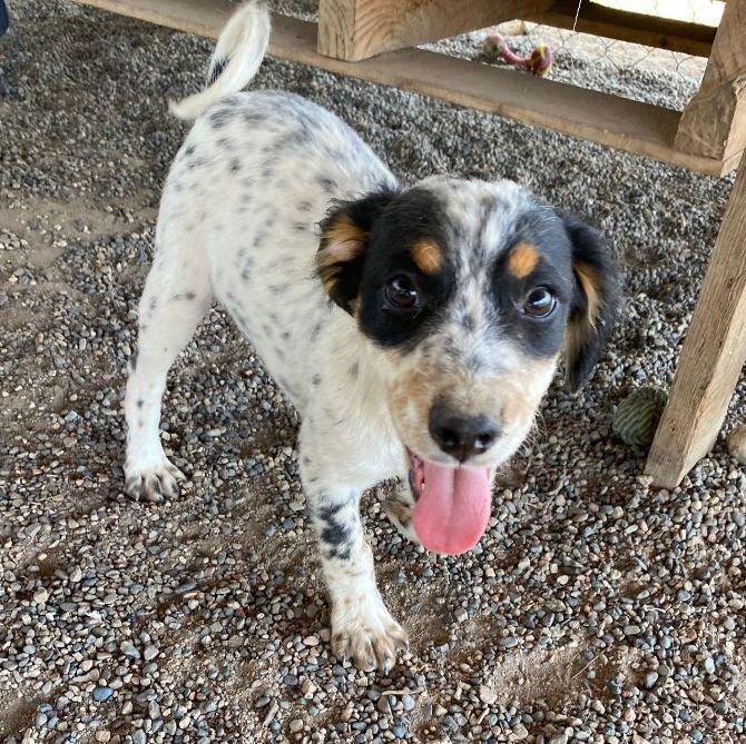 Enlarge Israel , a Adopted mixed breed in Edmonton, AB image 4/12