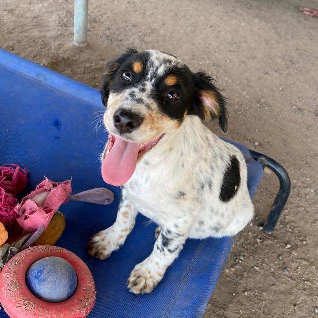 Enlarge Israel , a Adopted mixed breed in Edmonton, AB image 5/12