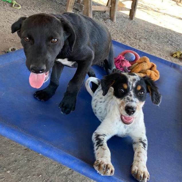 Enlarge Israel , a Adopted mixed breed in Edmonton, AB image 6/12