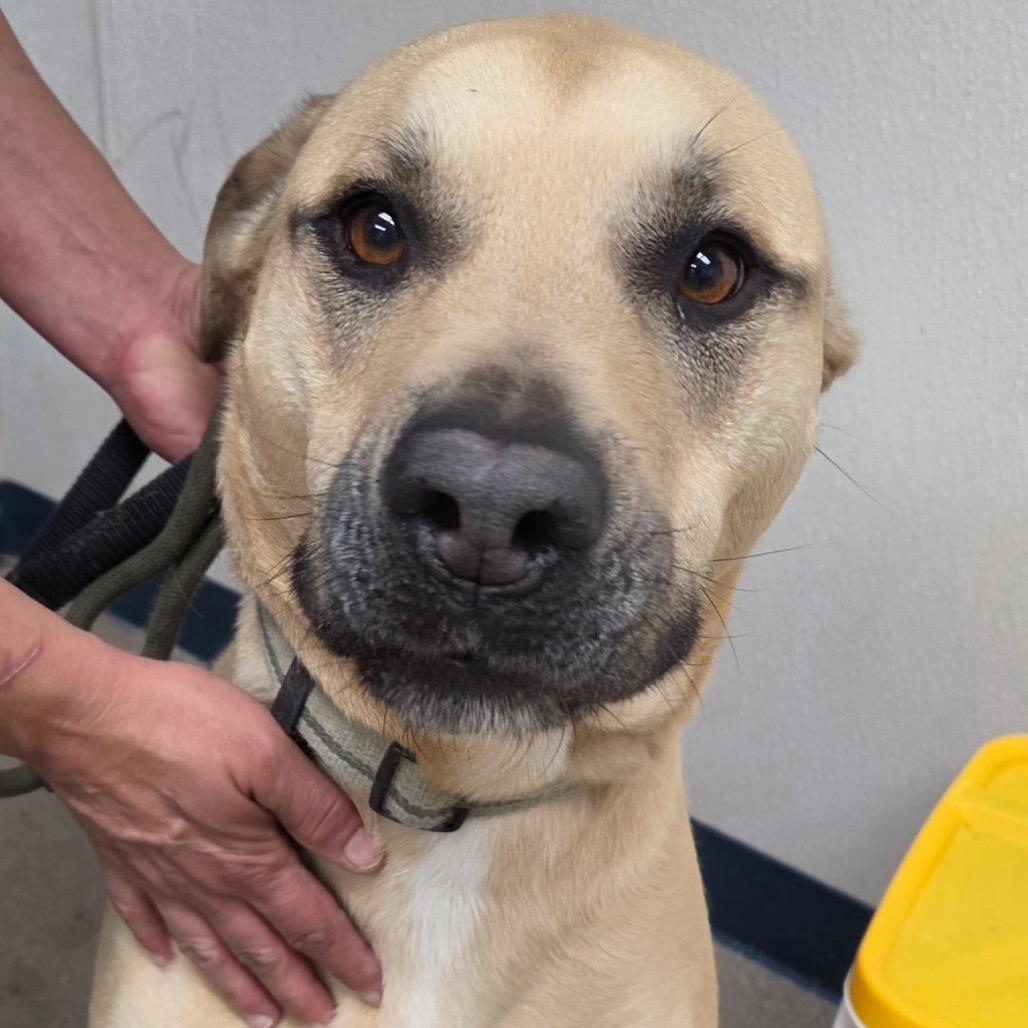 SCRATCH, ADOPTABLE, Adult Male Mixed Breed.