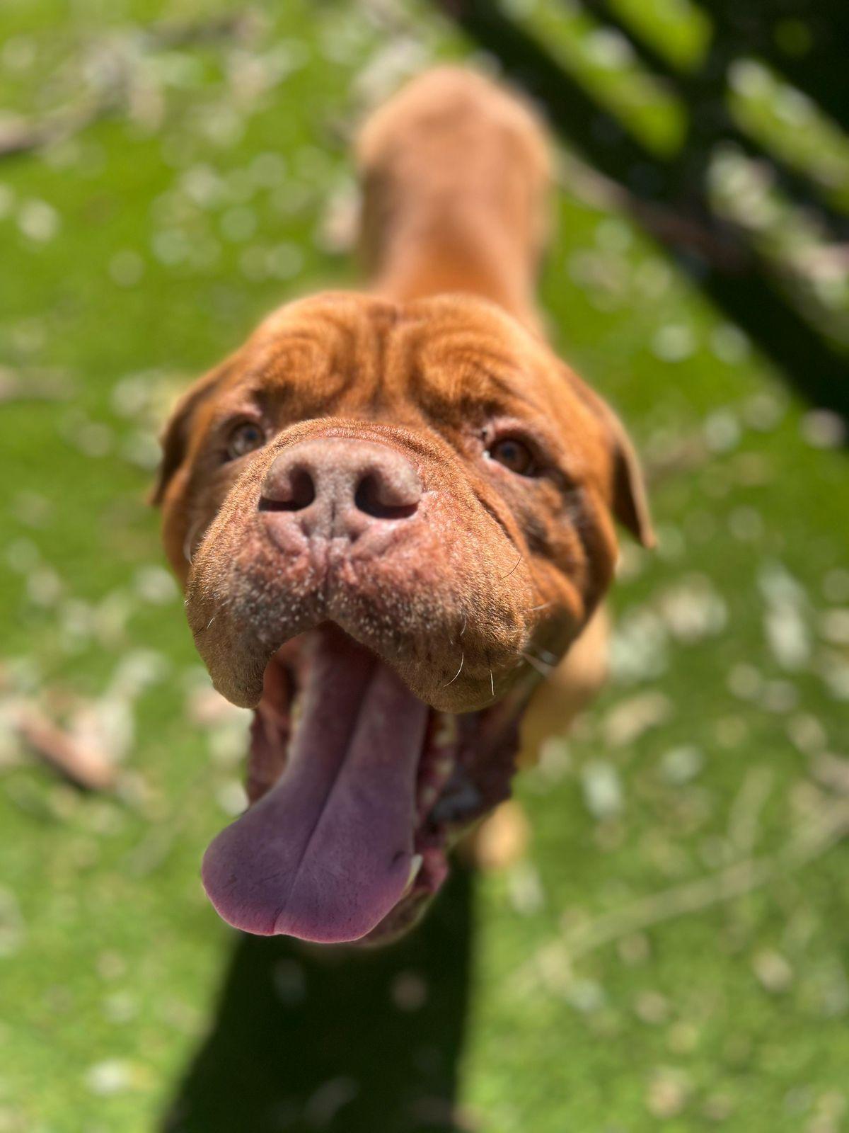 Enlarge Hercules, a ADOPTABLE Dogue de Bordeaux in Los Angeles, CA image 5/5