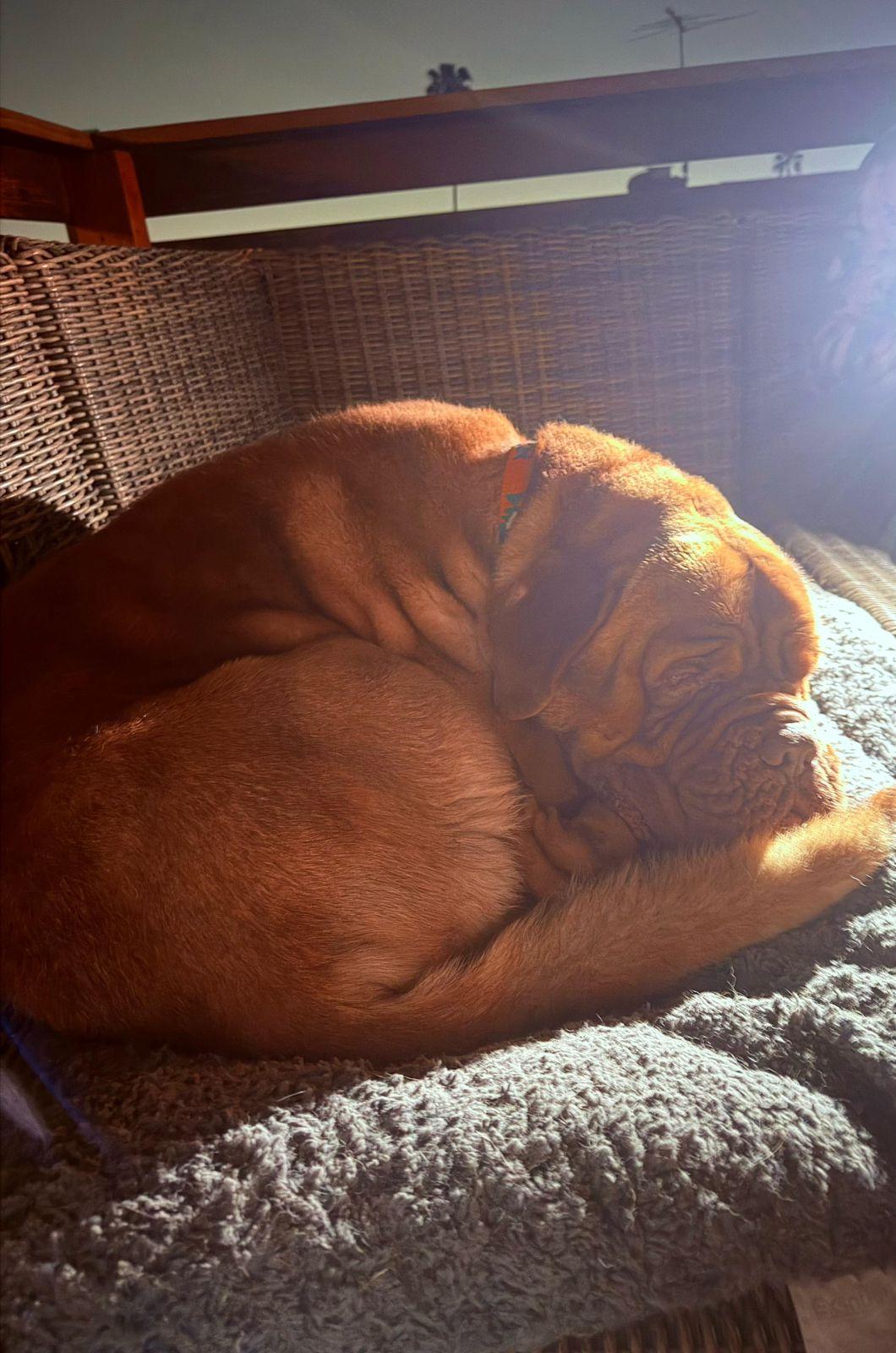 Enlarge Hercules, a ADOPTABLE Dogue de Bordeaux in Los Angeles, CA image 2/5