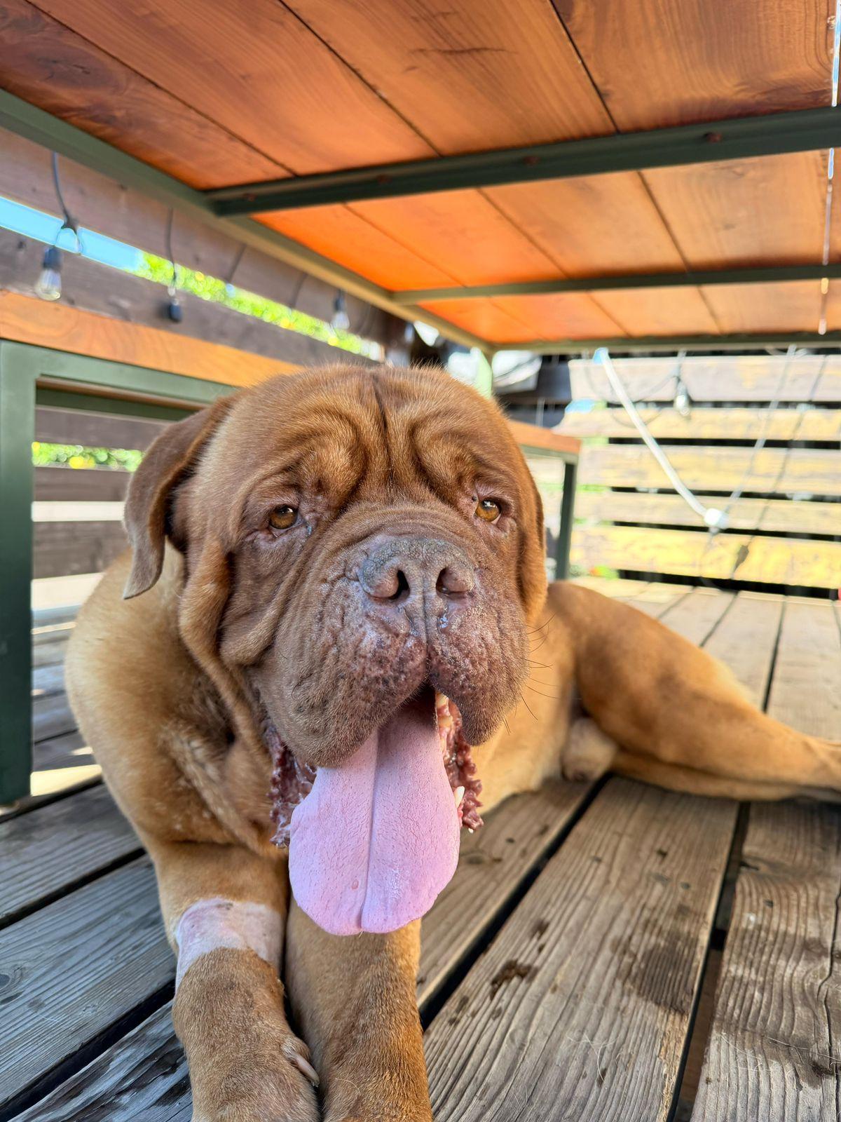 Hercules, ADOPTABLE, Adult Male Dogue de Bordeaux.