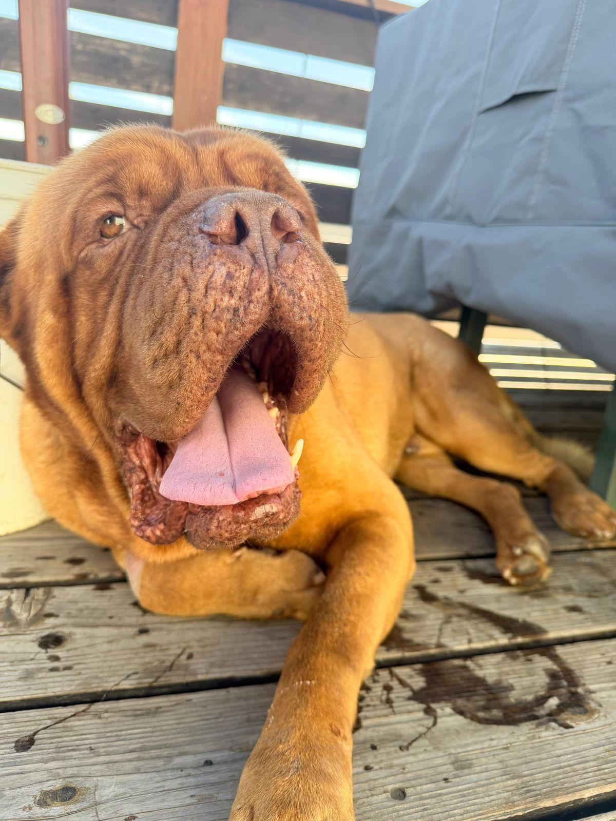 Enlarge Hercules, a ADOPTABLE Dogue de Bordeaux in Los Angeles, CA image 4/5