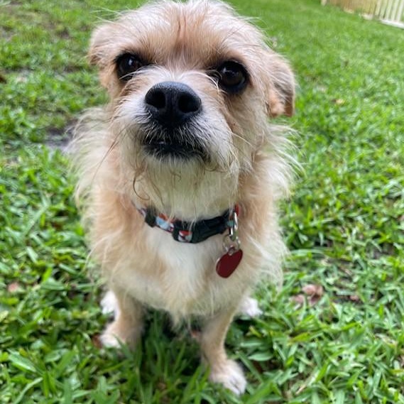 Goldie, a Adoptable mixed breed in Boca Raton, FL image 6/6