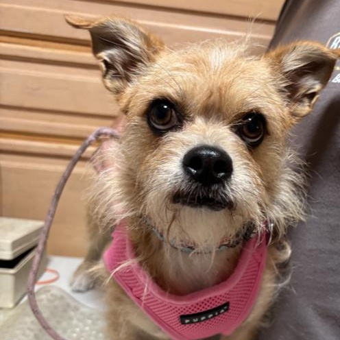 Goldie, a Adoptable mixed breed in Boca Raton, FL image 4/6