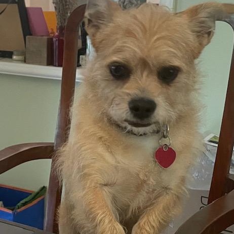 Goldie, a Adoptable mixed breed in Boca Raton, FL image 1/6