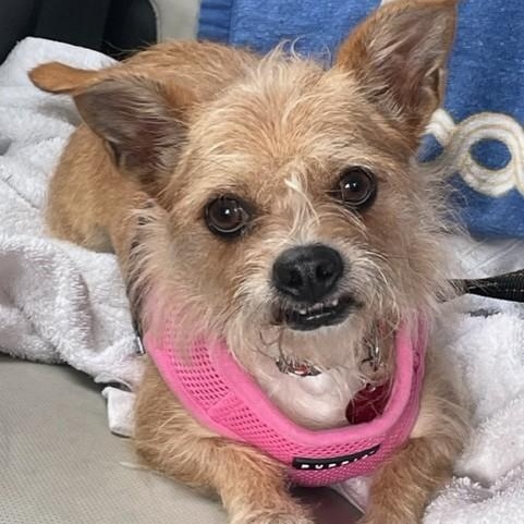 Goldie, a Adoptable mixed breed in Boca Raton, FL image 5/6