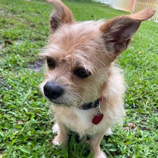 Goldie, a Adoptable mixed breed in Boca Raton, FL image 2/6