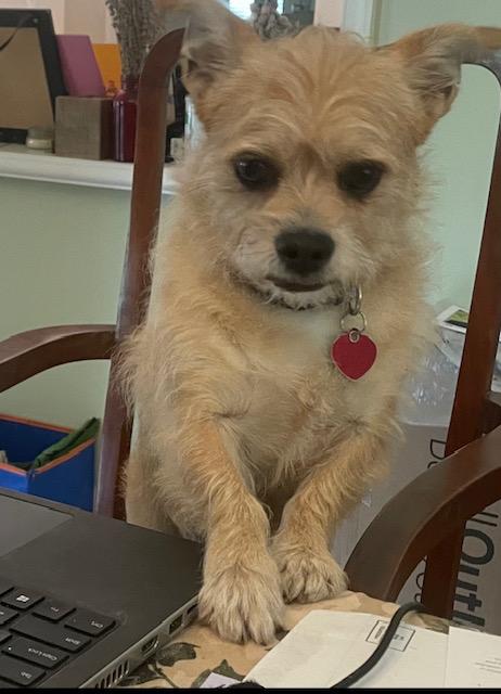 Goldie, a Adoptable mixed breed in Boca Raton, FL image 3/6