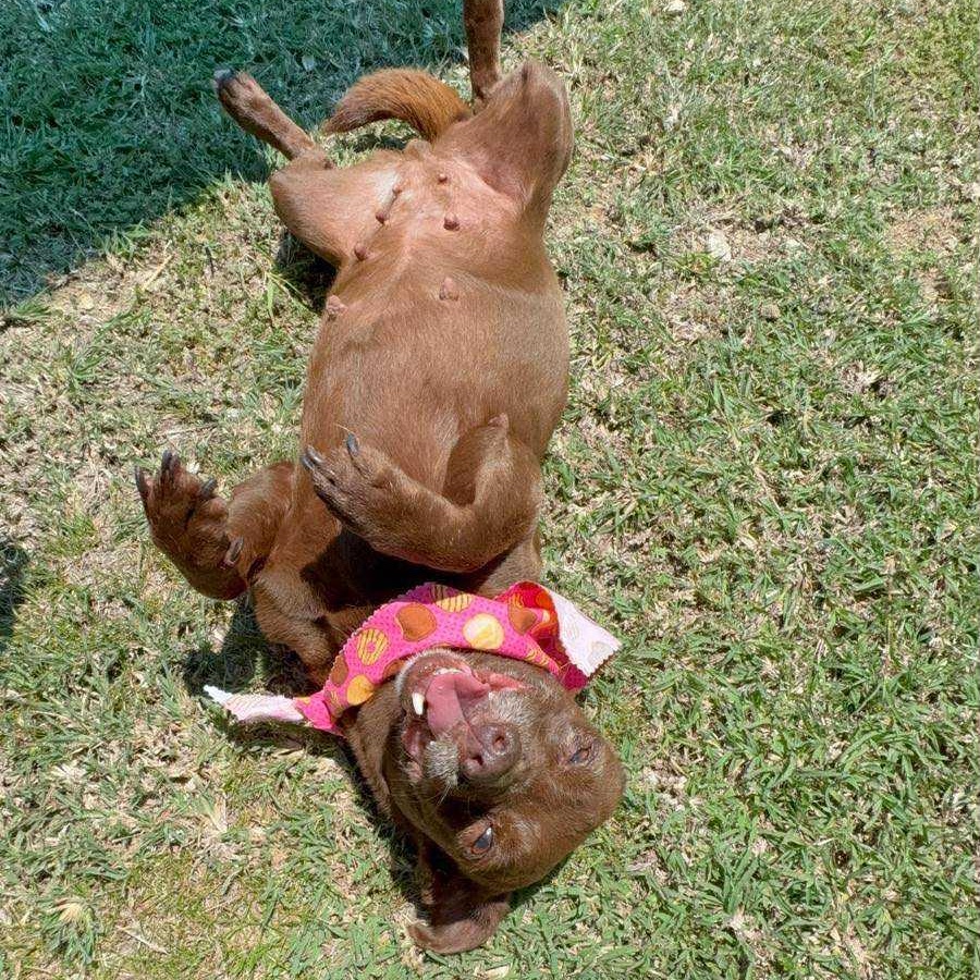 Canela, Adopted, Senior Female Chihuahua & Dachshund.