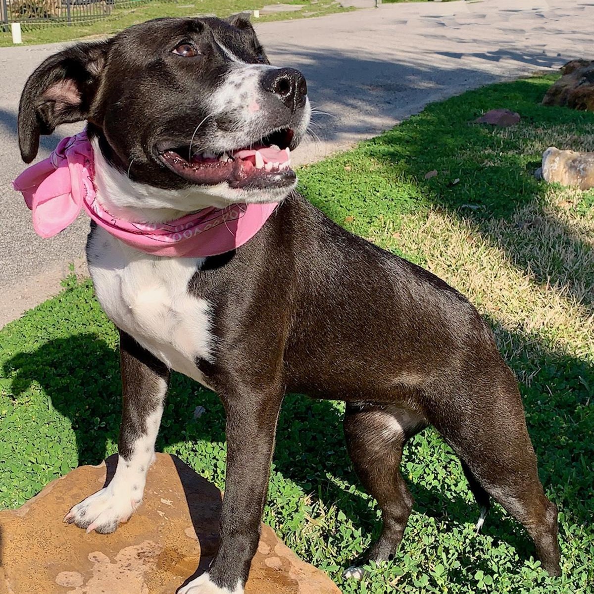 MAISY - WHAT A DOLL - SEE VIDEO, Adoptable, Adult Female Pit Bull Terrier & Labrador Retriever.