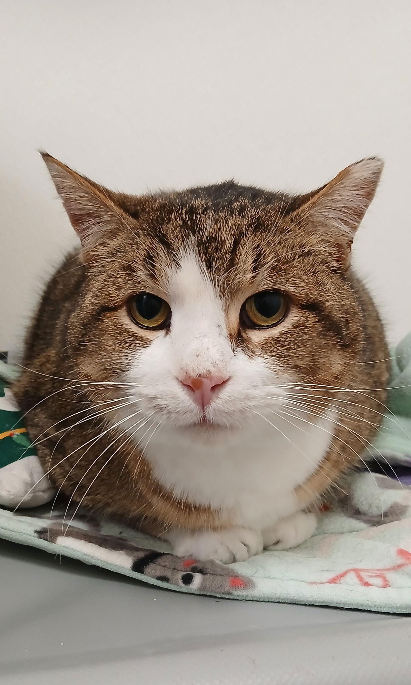 Big Boy, Adoptable, Adult Male Tabby & Domestic Short Hair.