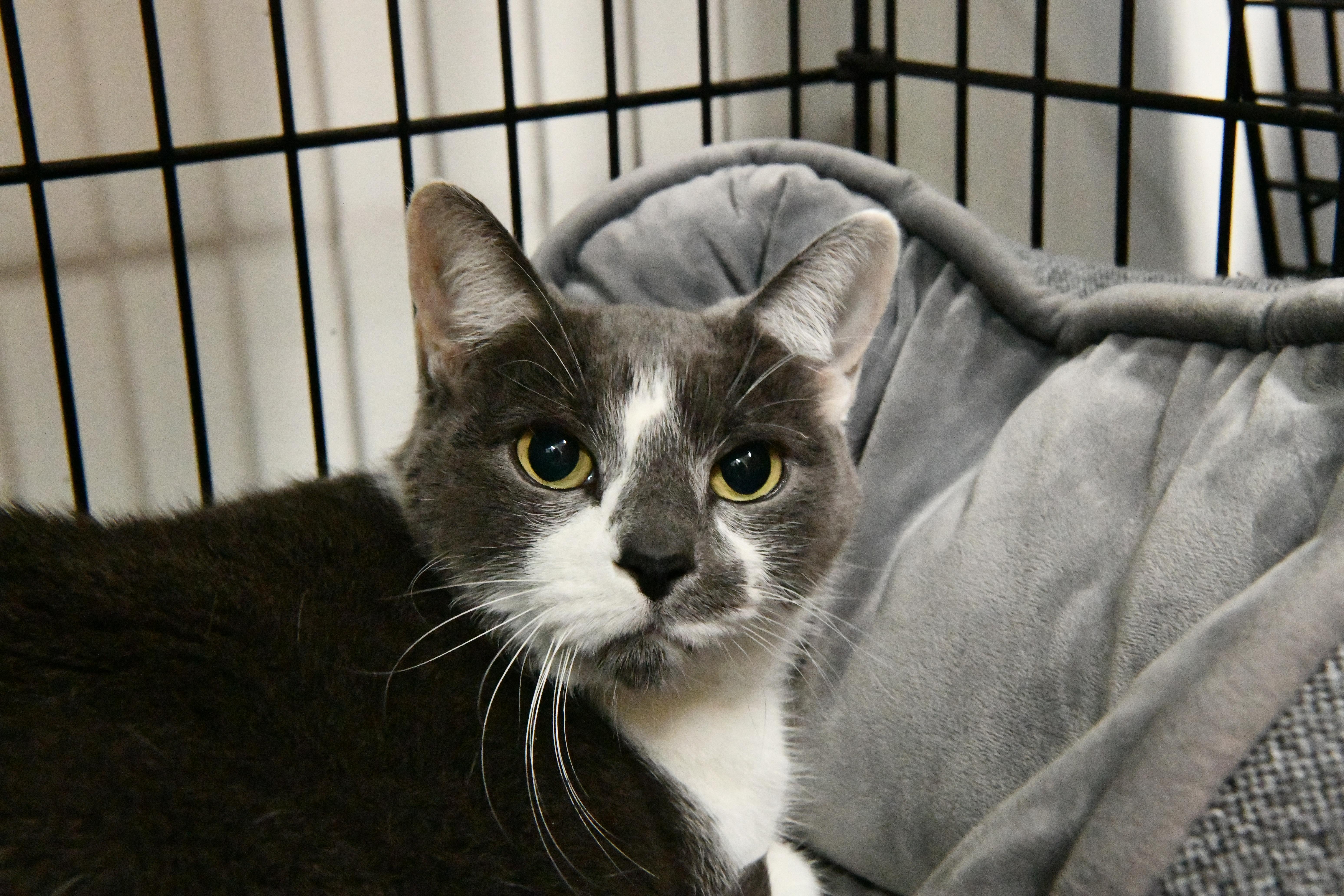 Oscar, adopted, Senior Male Domestic Short Hair.