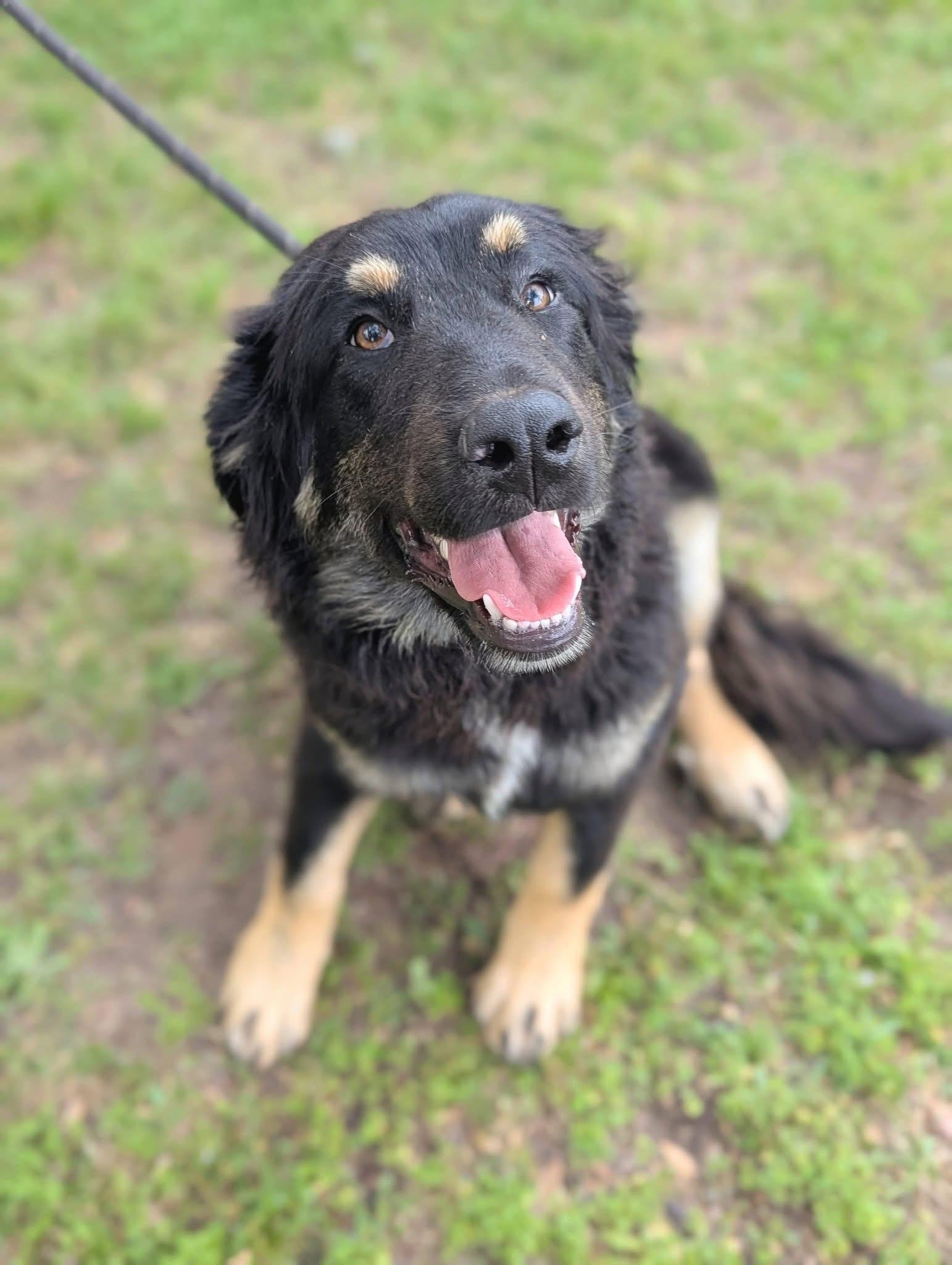 Moondust , adopted, Young Female Great Pyrenees.