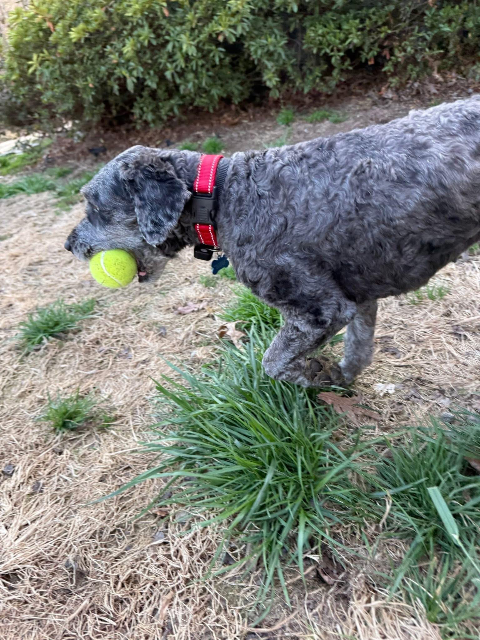 Enlarge Millie, an adoptable mixed breed in Blanch, NC image 6/6