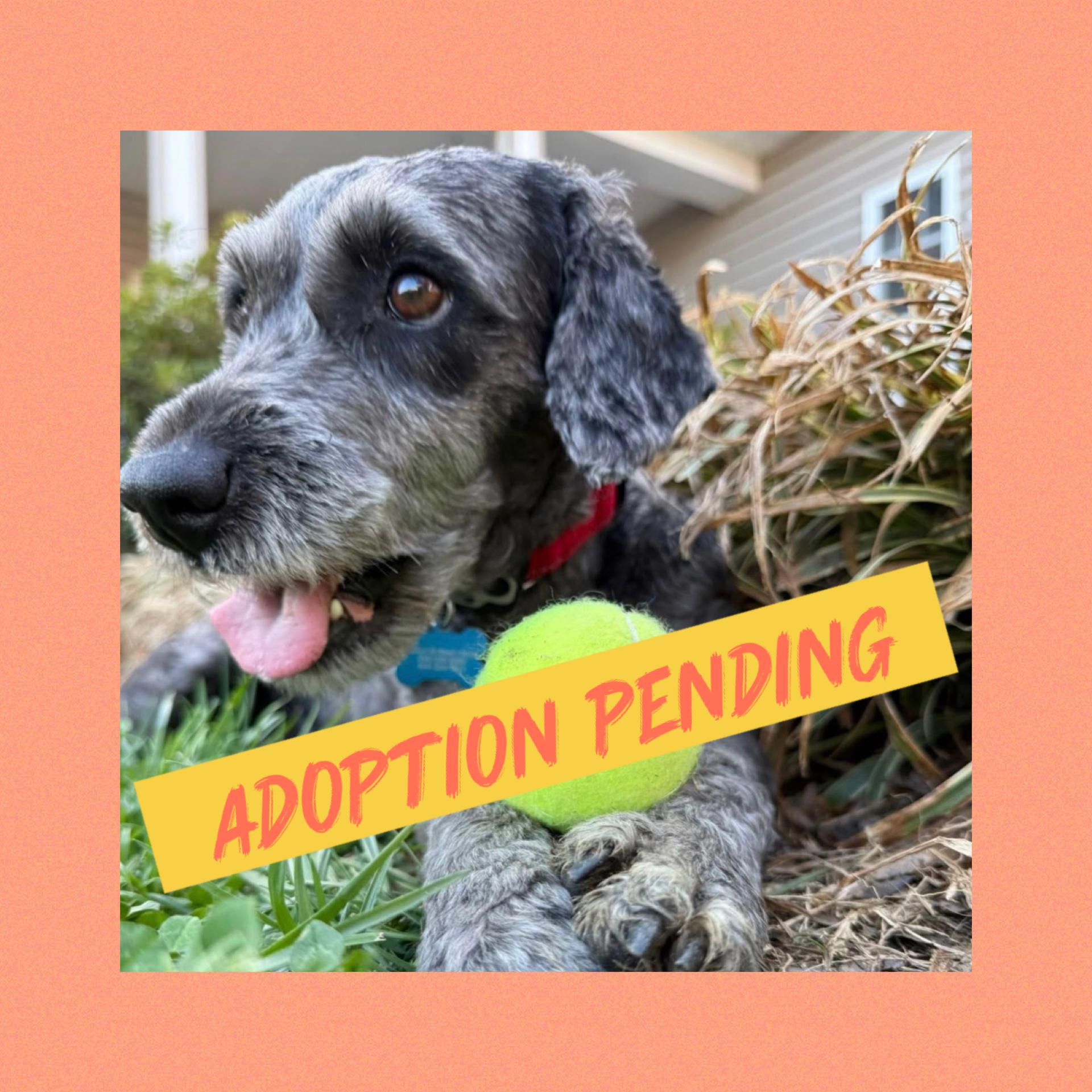 Enlarge Millie, an adoptable mixed breed in Blanch, NC image 1/6