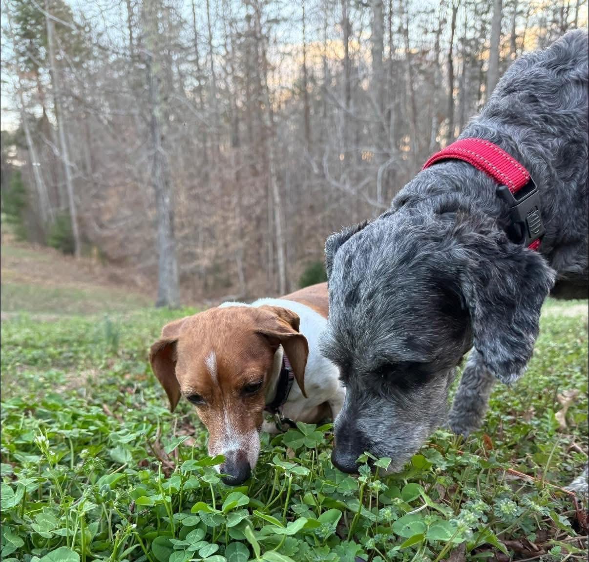 Enlarge Millie, an adoptable mixed breed in Blanch, NC image 5/6