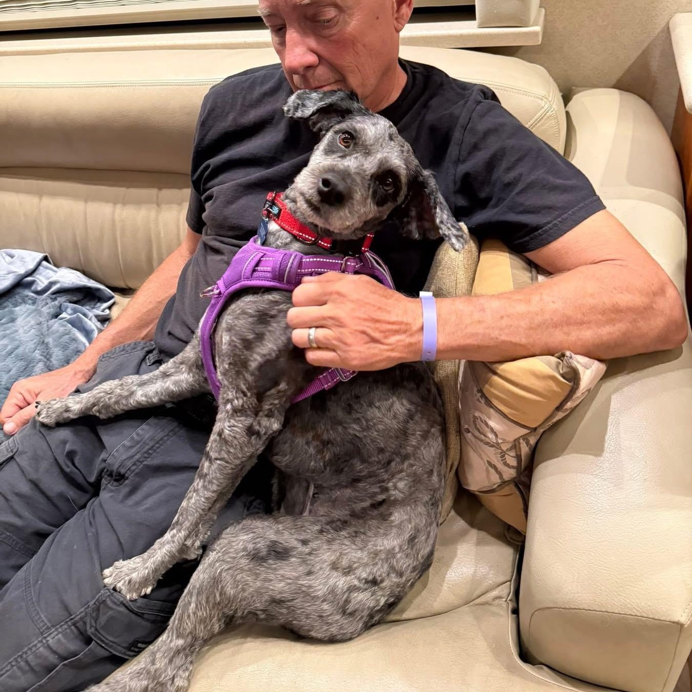 Enlarge Millie, an adoptable mixed breed in Blanch, NC image 5/6