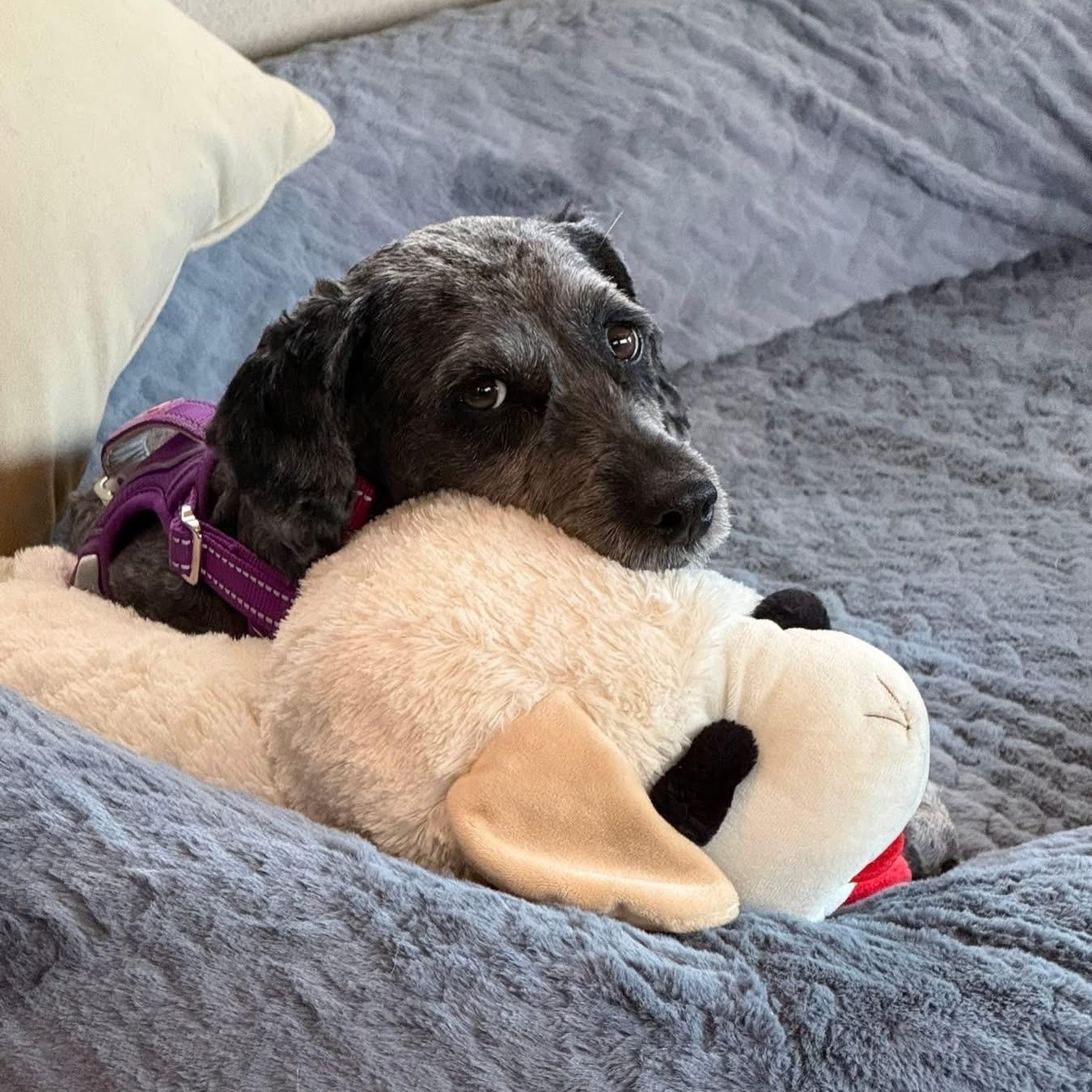 Enlarge Millie, an adoptable mixed breed in Blanch, NC image 6/6