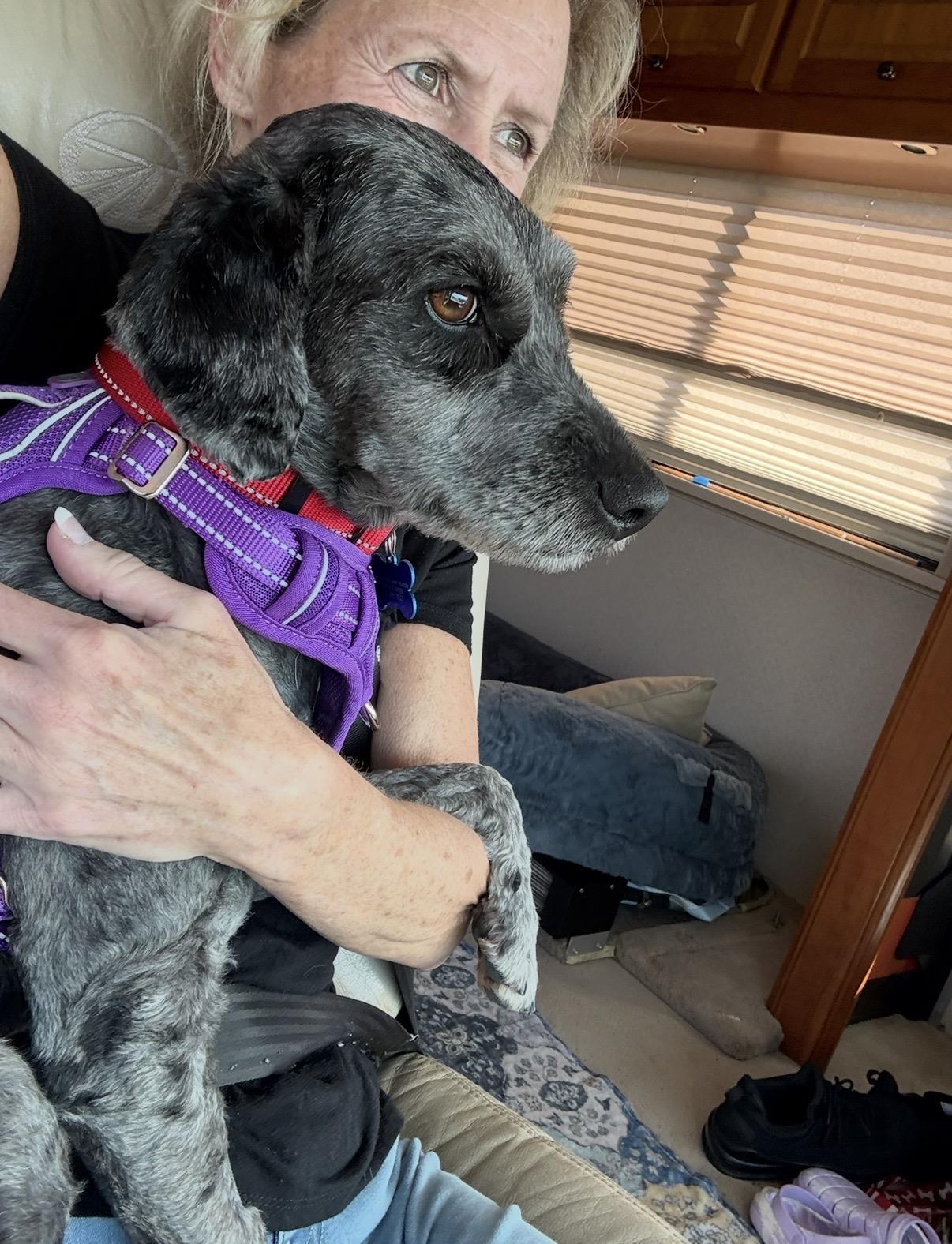 Enlarge Millie, an adoptable mixed breed in Blanch, NC image 3/6