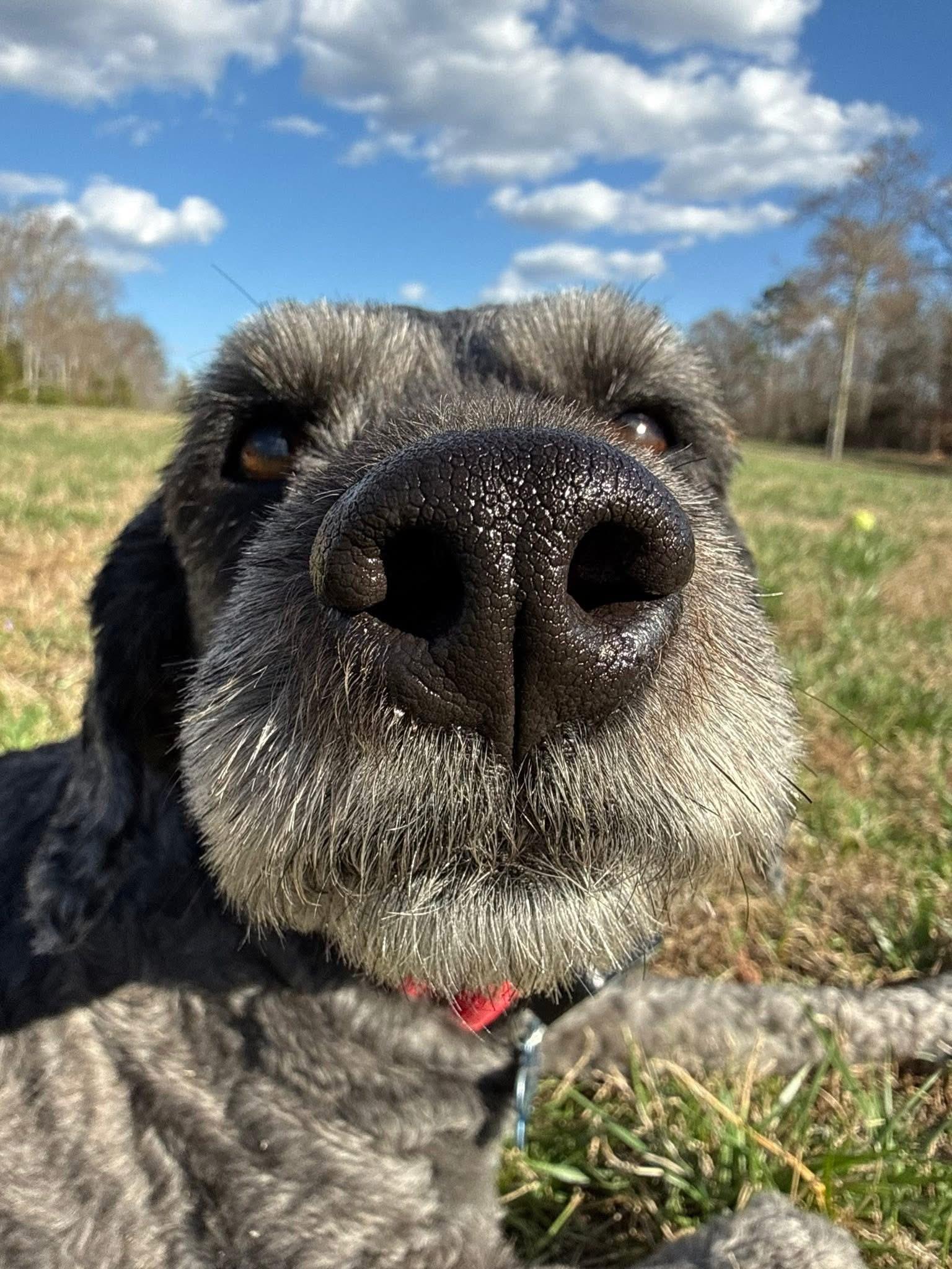 Enlarge Millie, an adoptable mixed breed in Blanch, NC image 4/6