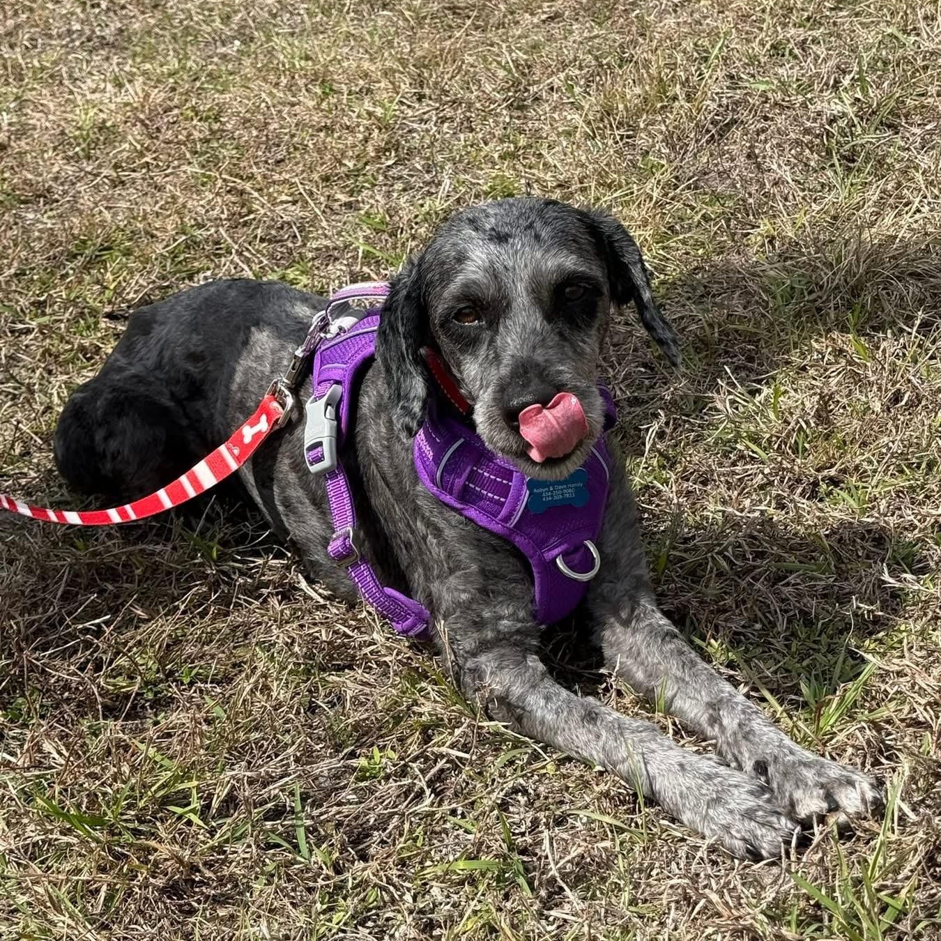 Millie, adoptable, Young Female Miniature Poodle & Australian Shepherd.